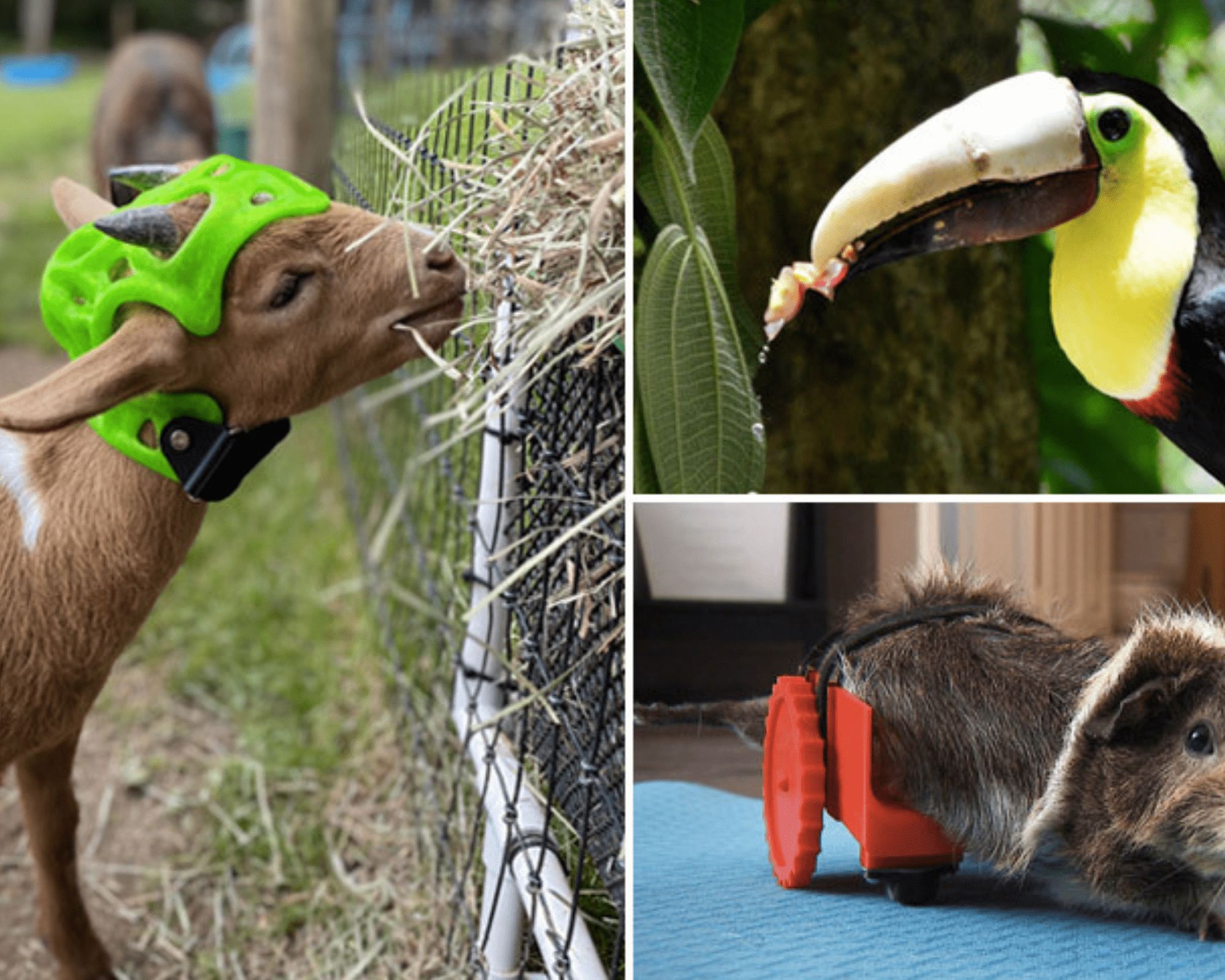 Blog Animales (1)